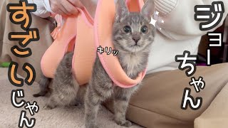 【リハビリ】ジョーちゃんが立った時のドヤ顔が可愛すぎる。