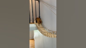 i built my cat a bridge between his 2 balconies