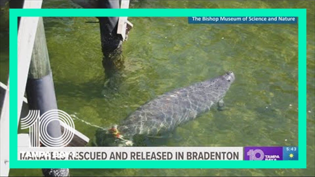 2 manatees welcomed to Parker Manatee Rehabilitation Habitat