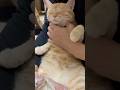 元野良猫ササミ、すっかり甘えん坊になる