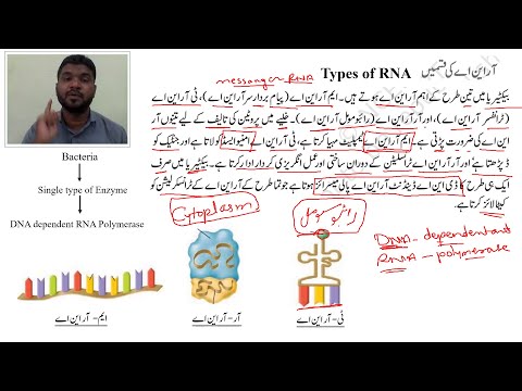 Type of RNA |MS | MBI LS-13| آر این اے کی قسمیں | NEET | Biology | Urdu