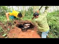 Concussion   discovered dozens of king cobras nesting around the tomb in the forest *-