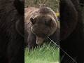 أكتر 5 حيوانات عملاقة بتعيش سنين طويلة جدًا | الأخير عمره لا يُصدق! 😱#shorts #animals