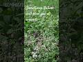 Nature beauty 🪻🌿🍃#nature #beautyofnature #shorts #shortvideo #short