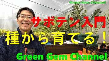 Minecraft サボテン 栽培