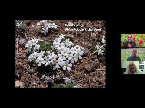 Vídeo: Como cultivar o Phlox do Hood: Phlox Hoodii Care Guide