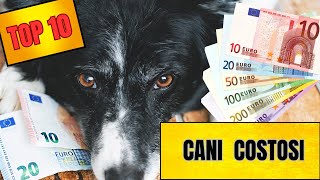 Top 10 i Cani più Costosi  del Mondo by Funny Pets 692 views 6 months ago 11 minutes, 45 seconds