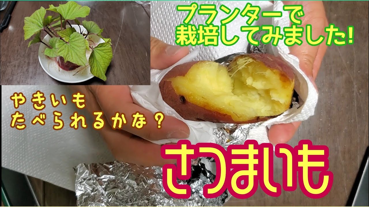 余ったサツマイモの切れ端を使ってプランター栽培をしてみました Youtube