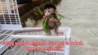 Baby Monkey Is Very Hungry Learn To Eat Young Leaves Baby Monpai Belajar Makan Pucuk Daun.