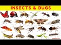 Amazing Insects &amp; Bugs for Kids 🐜🦋 | Fun Facts &amp; Educational Learning Video for preschoolers