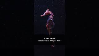 Top 5 Slowest Animals in the World 2023 #top5 #animals #slowed