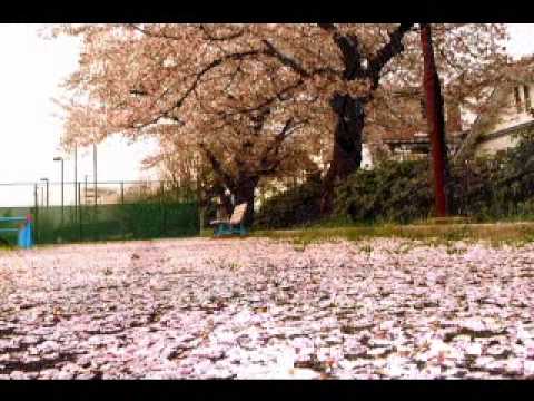 桜　sakura / Allister