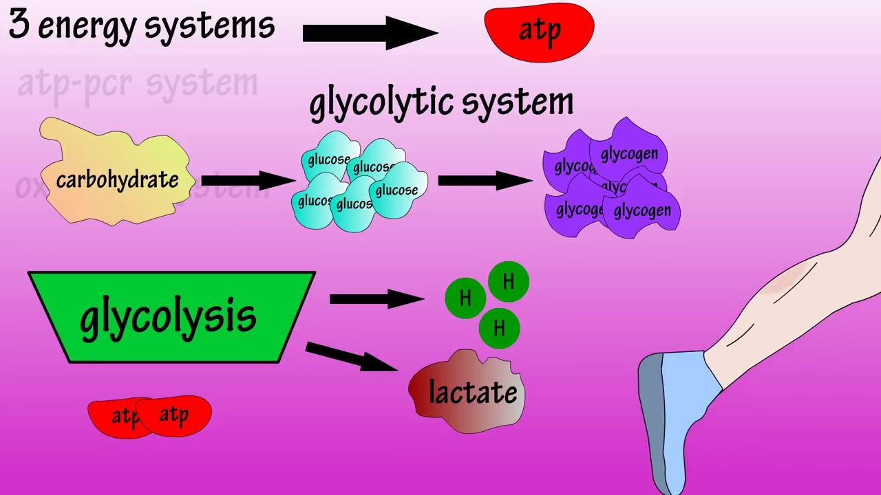 Energy Systems ATP Energy In The Body Adenosine Triphosphate Glycolysis YouTube