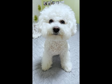강아지랑 <strong>80살</strong> 될 때 까지 같이 사는 법