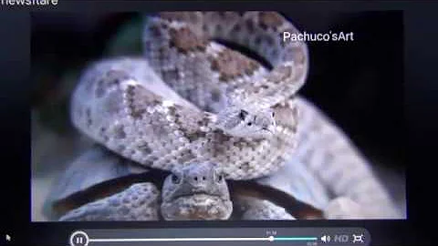 Rattlesnake Rides a Tortoise commentary