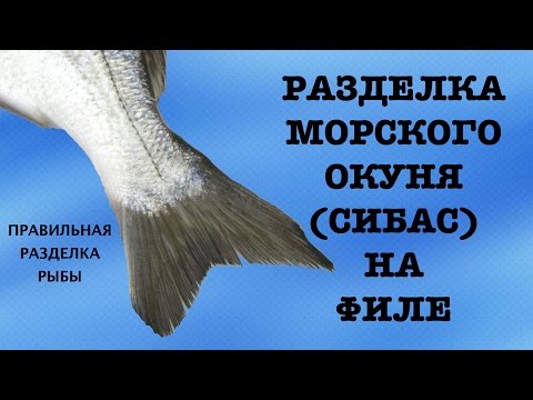 Video: Kako Pravilno Očistiti Vse Sveže Ribe