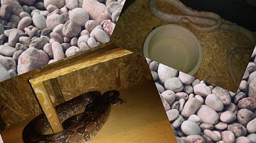 Repticon pickups and some updates