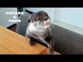 これがカワウソ達のいつものモーニングルーティン　Otters Reveal Their Quirky Morning Routine