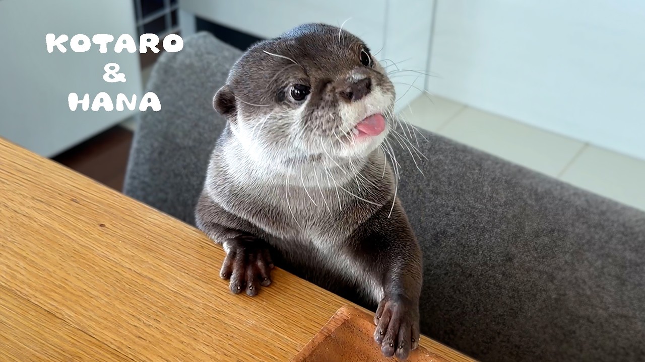 これがカワウソ達のいつものモーニングルーティン　Otters Reveal Their Quirky Morning Routine