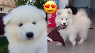Cute Maya Samoyed Puppy Compilation ❤