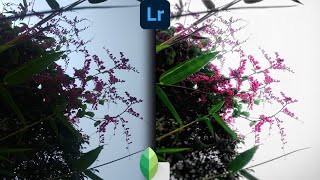 Snapseed & Lightroom editing | Pink flowers screenshot 2