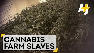 Britain’s Modern-Day Slavery: Part 1 — Cannabis Farm Slaves