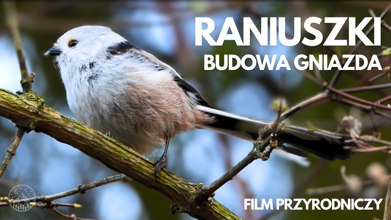 Raniuszki - Budowa gniazda i ciekawostki | Long-tailed tits