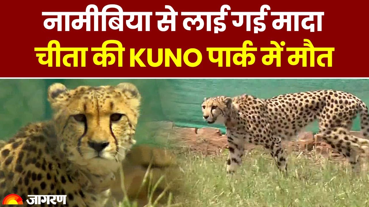 One of the 8 Cheetas brought from Namibia dies in Kuno National Park