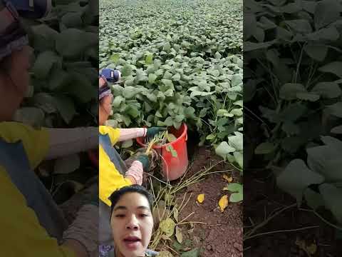 Soybean Harvest Agriculture Farming Duet Xcavator Automobile News