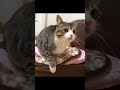 切なそうに鳴く子猫のすずめ #Shorts