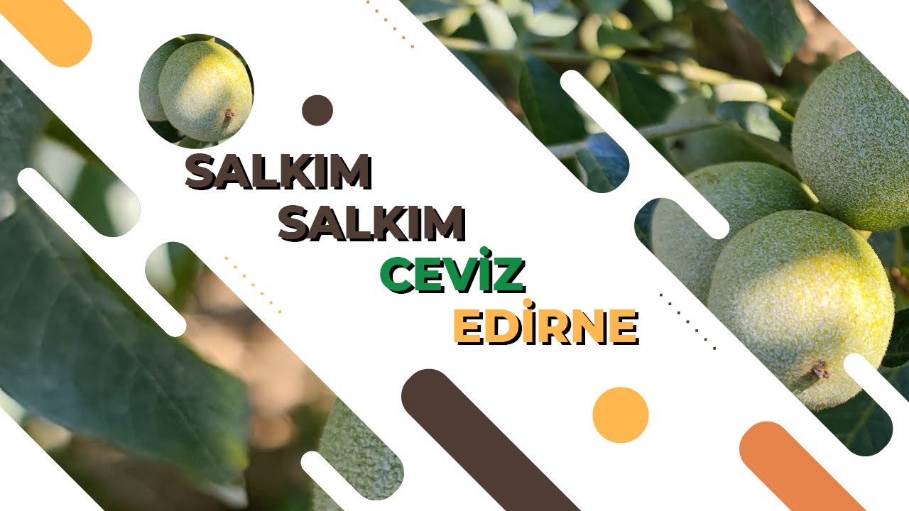SALKIM SALKIM CEVİZ - EDİRNE |''10 YILDIR BÖYLE CEVİZ GÖRMEDİM'' | PROFESYONEL CEVİZ YETİŞTİRİCİLİĞİ