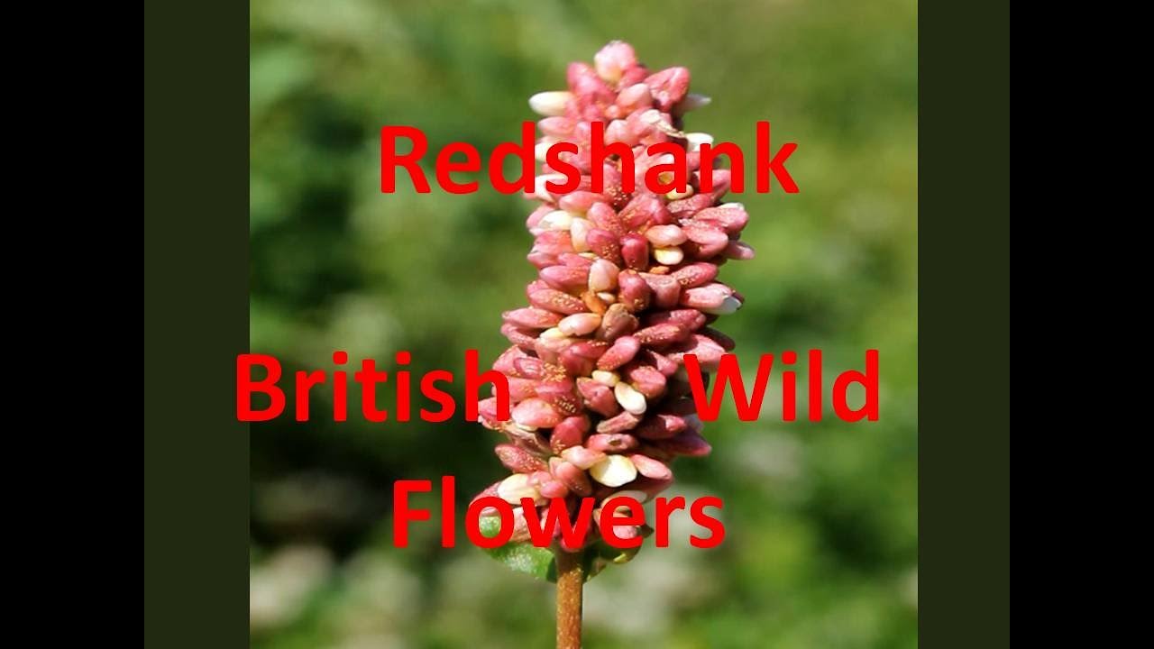 Redshank or Redleg Persicaria maculosa Identification