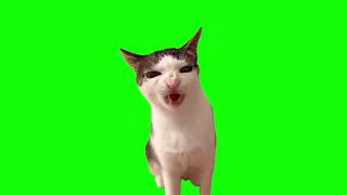 Luna Crunchy Cat Meme (Green Screen)