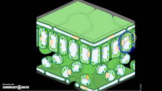 Photosynthesis Simplified