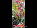 Most popular variety of fruits - Sweet star Fruit plant ☘️ মিষ্টি কামরাঙা#shorts#viralvideo #plants