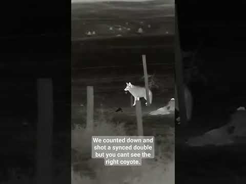 Thermal Hunting Coyotes over a dead Cow! #shorts #thermal #coyote #hunting