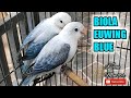 Burung Lovebird Biola Euwing