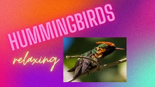 Watch #hummingbirds  at rest #nature #hummingbird  #shorts #natural #nature #caribbean