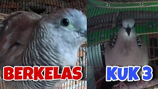 WADUH‼️Berkelas, Perkutut Lokal Alam GUACOR VS Derkuku Kuk 3