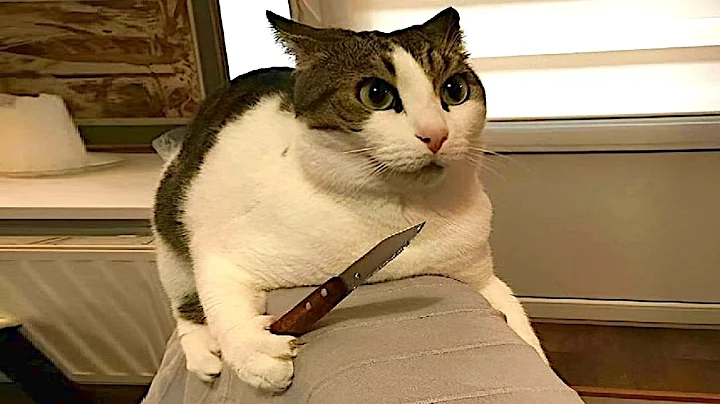 Watch the video about Cats mayhem