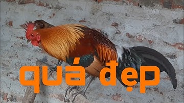 gà rừng f1 tơ máu cao má vàng