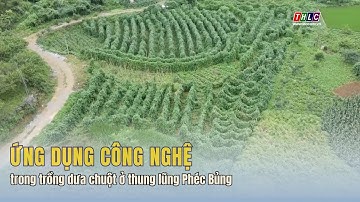 Ứng dụng công nghệ trong trồng dưa chuột ở thung lũng Phéc Bủng | THLC
