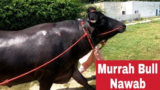 Murrah bull Nawab from Punjab