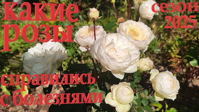 Ол оны менің кисігіме жабыстырды Псков облысы, Пустошка қаласындағы жезөкшелер