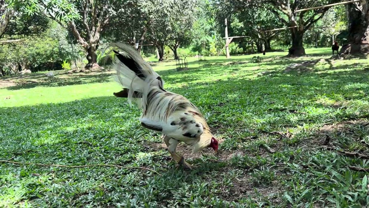 Mestizo GameFarm 🏡🌳🥭🐓 #farmhouse #gamefarm #panabong 