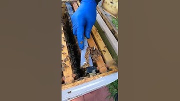Honeybee Burr Comb Removal #Shorts