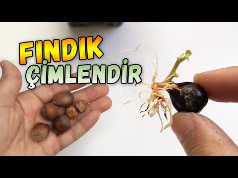 Fındık Nasıl Çimlendirilir | Nasıl Ekilir