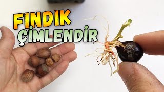 Fındık Nasıl Çimlendirilir | Nasıl Ekilir