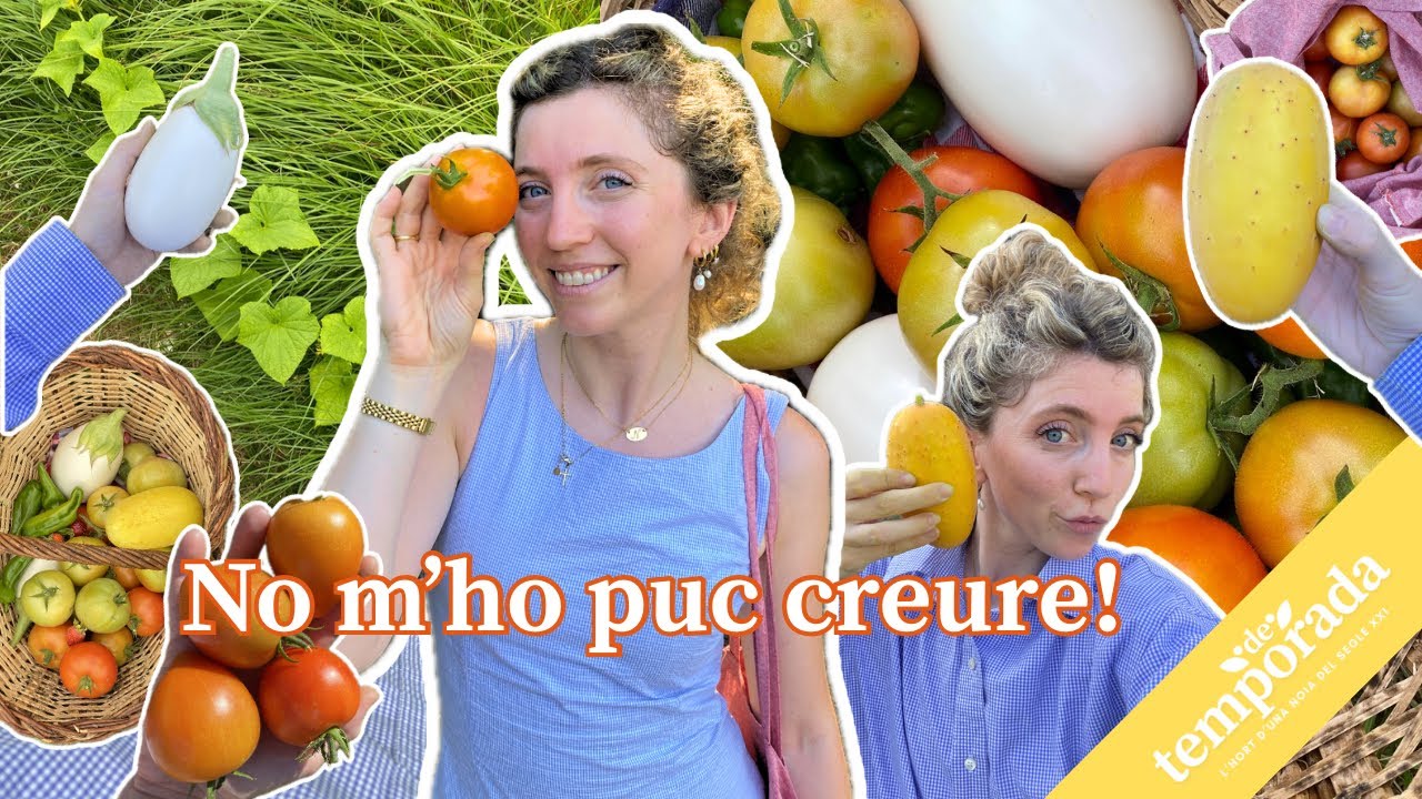 Així s’han de collir els tomàquets (segons un expagès) 🤠🍅 | La millor collita de la meva vida!🌟