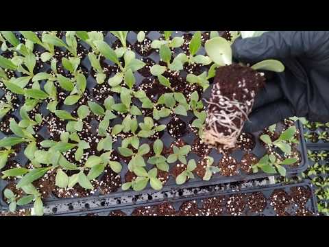 Video: Enginar Tohumu Bitkilerinin Hasat Edilmesi - Enginar Tohumlarının Çimlenmesi